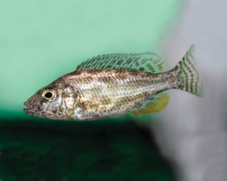 Haplichromis Polystigma ~ 4-5cm